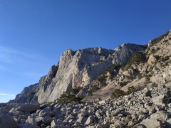 Pinus nigra pallasiana