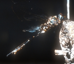 Somatochlora walshii