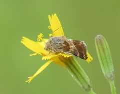 Schinia cognata