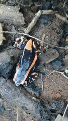 Phrynomantis bifasciatus