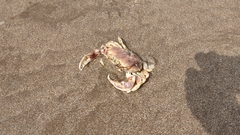 Ovalipes trimaculatus