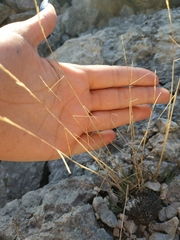 Poa sterilis
