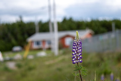 Lupinus polyphyllus