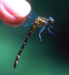 Stylogomphus albistylus