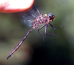 Somatochlora williamsoni