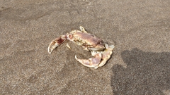 Ovalipes trimaculatus