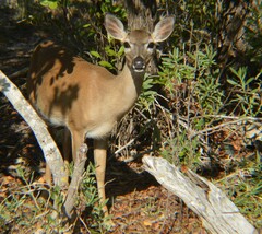 Odocoileus virginianus clavium