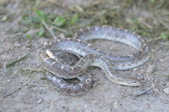 Arizona elegans elegans