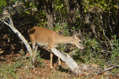 Odocoileus virginianus clavium
