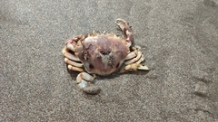 Ovalipes trimaculatus