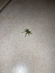 Micrommata