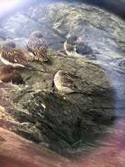 Calidris ptilocnemis