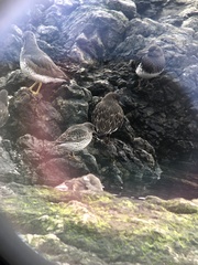 Calidris ptilocnemis