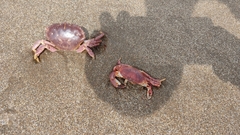 Danielethus crenulatus