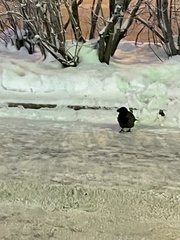 Corvus cornix