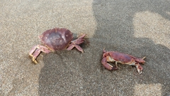 Danielethus crenulatus