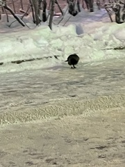 Corvus cornix