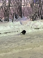 Corvus cornix
