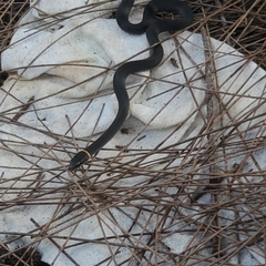 Diadophis punctatus punctatus