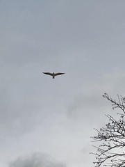 Larus