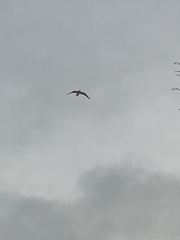 Larus