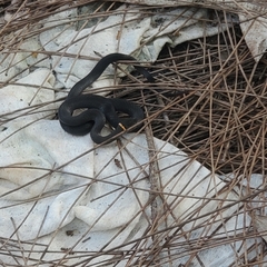 Diadophis punctatus punctatus