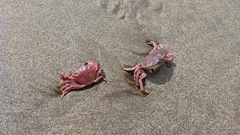 Danielethus crenulatus