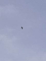 Larus
