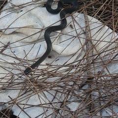 Diadophis punctatus punctatus