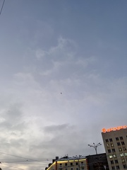 Larus