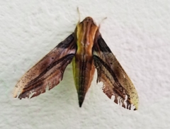Xylophanes jordani
