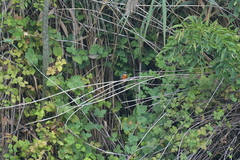 Alcedo atthis ispida