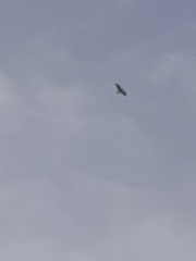 Larus