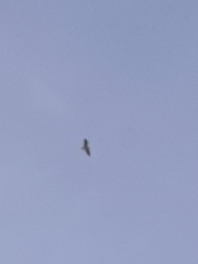 Larus