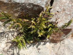 Asplenium appendiculatum