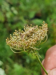 Paramantispa decorata