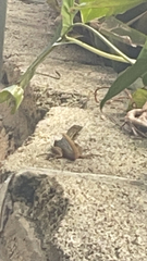 Leiocephalus carinatus