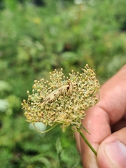 Paramantispa decorata