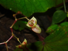 Begonia sinuata