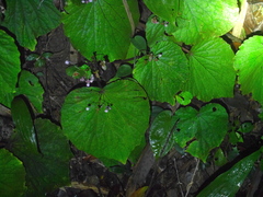 Begonia sinuata