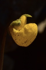 Calceolaria polyrhiza