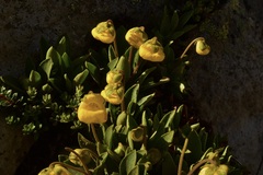 Calceolaria polyrhiza