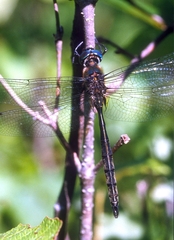 Somatochlora williamsoni