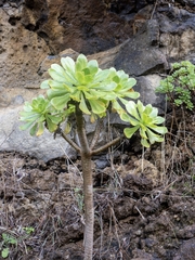 Aeonium arboreum subsp. holochrysum image