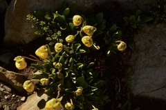 Calceolaria polyrhiza