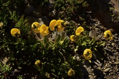 Calceolaria polyrhiza