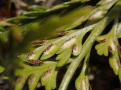 Asplenium appendiculatum