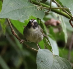 Basileuterus melanogenys