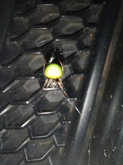 Araneus apricus