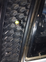 Araneus apricus